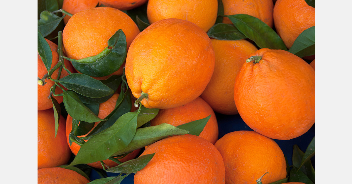 Turkey showcases BATEM-bred orange varieties