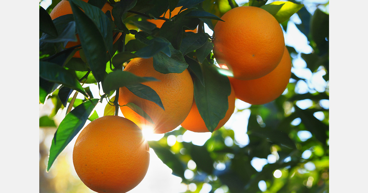 HLB disease continues to reshape global citrus production strategies
