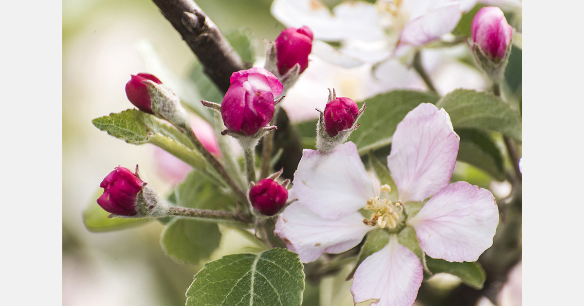 Uzbekistan and Serbia sign agreements on horticulture and seed development