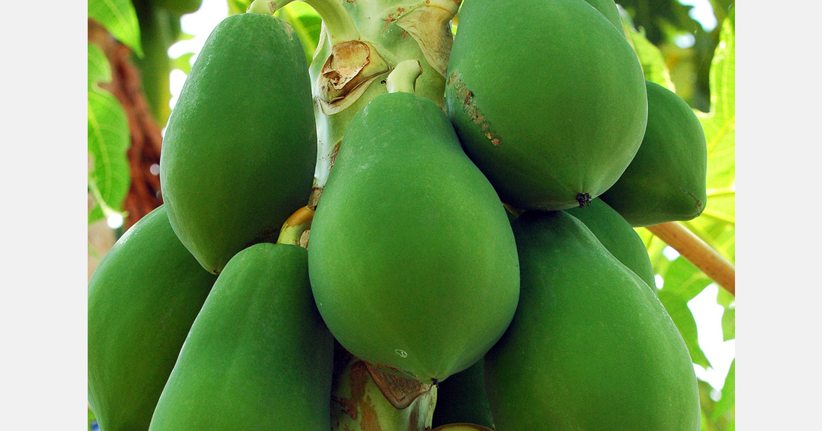 Canary Islands papaya producers raise concerns over Mercosur deal