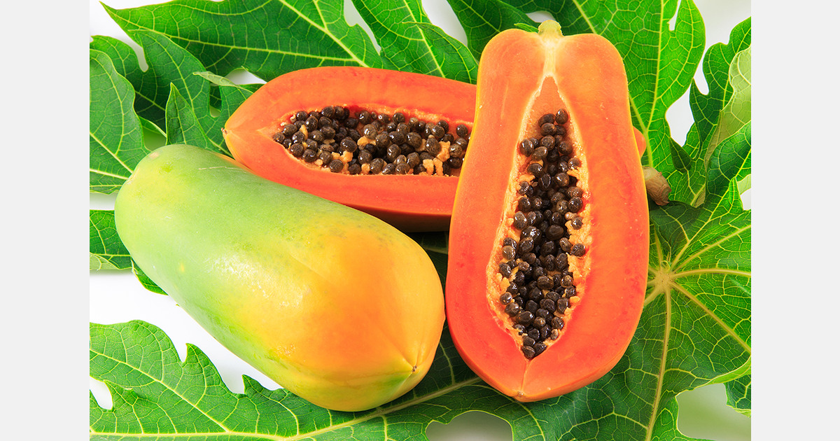 Canary Island papaya will face a disadvantage in Europe compared to Brazilian papaya
