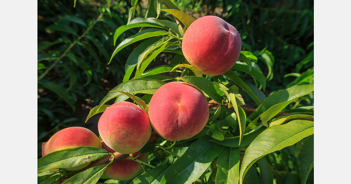 Lab to Life aids CSU researcher in enhancing Palisade peaches