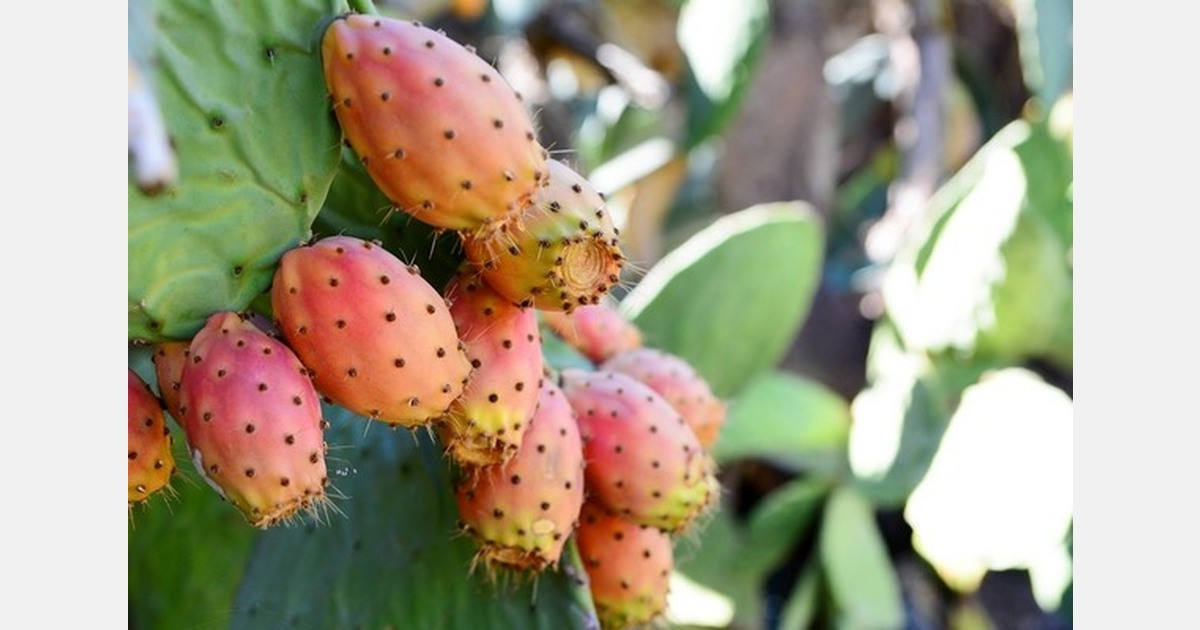South Korea launches new prickly pear cactus varieties