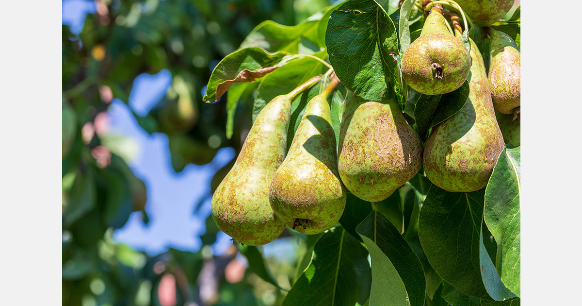 Ukrainian fruit farm expands apple and pear orchards in Vinnytsia