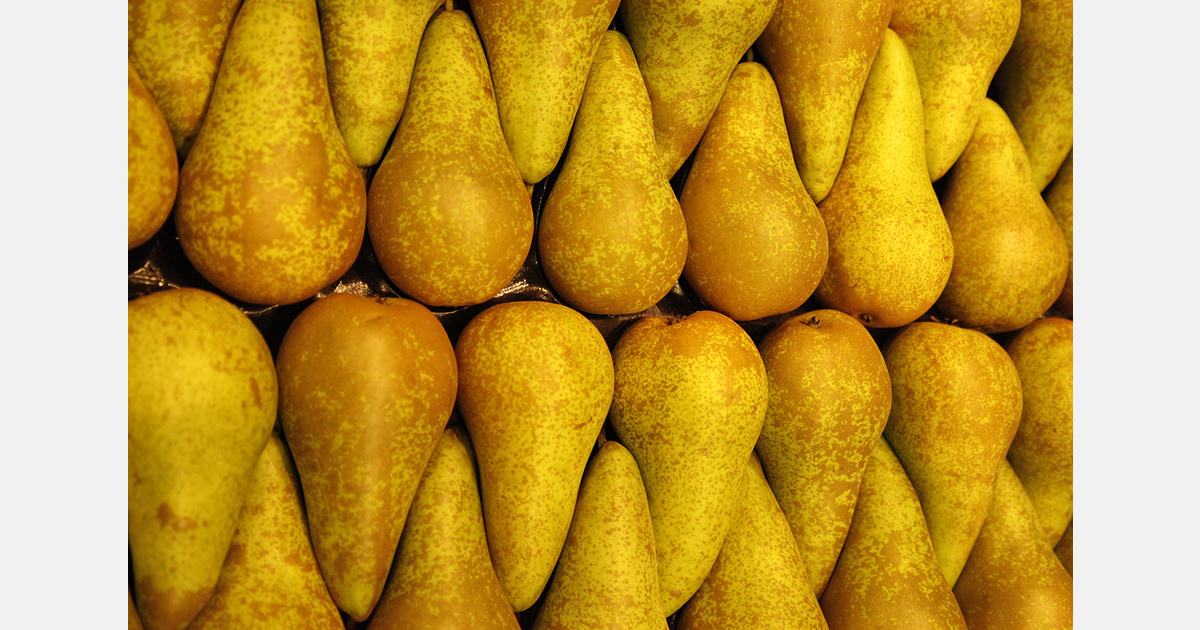 Polish pear market under pressure as exports and prices weaken