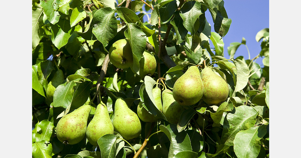 Georgia sees pear prices rise 53% as imports increase