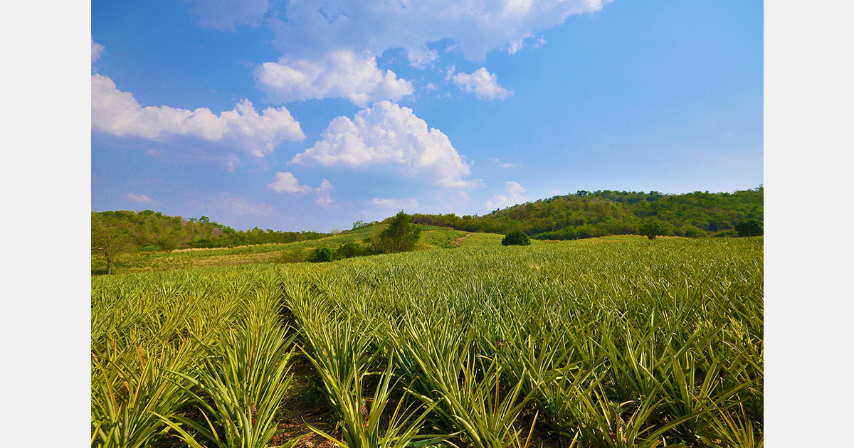 Update on supply challenges that affect the pineapple industry