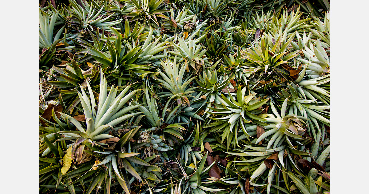 马来西亚将 MS16 菠萝种植面积扩大到七公顷 – FreshPlaza