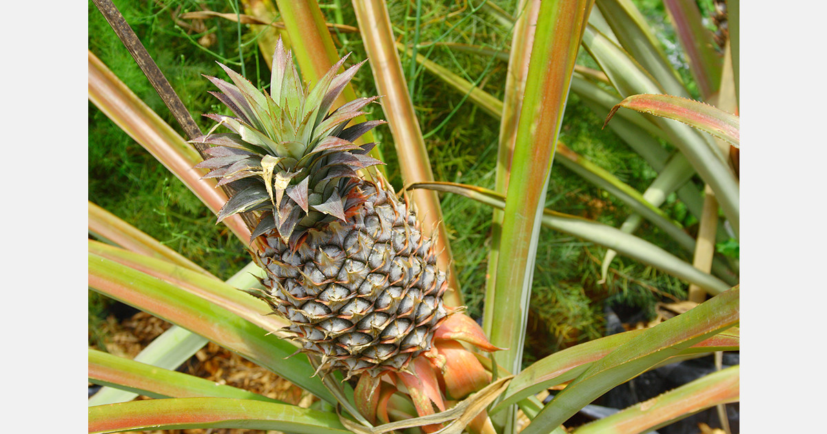 Russian pineapple prices rise by 16% in 2025