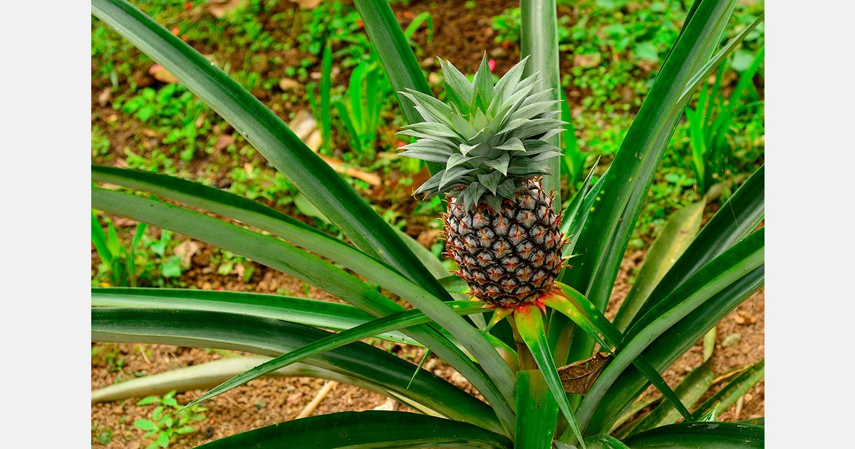 Queensland pines expected to ride out shortage