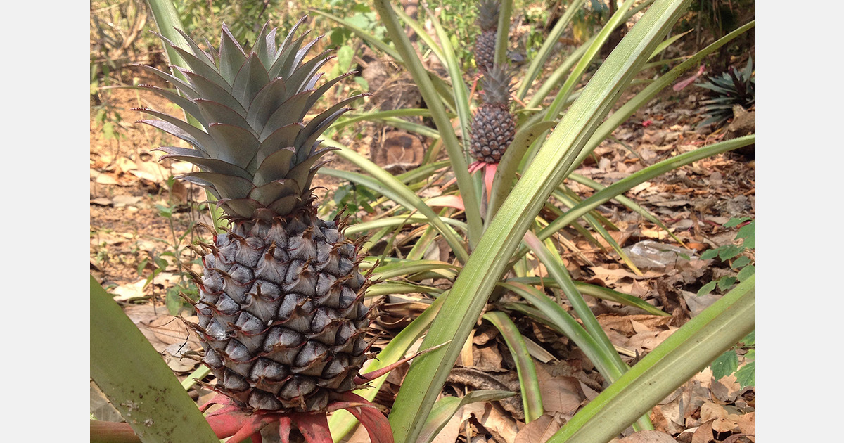 Vietnam pineapple growers report heavy crop losses