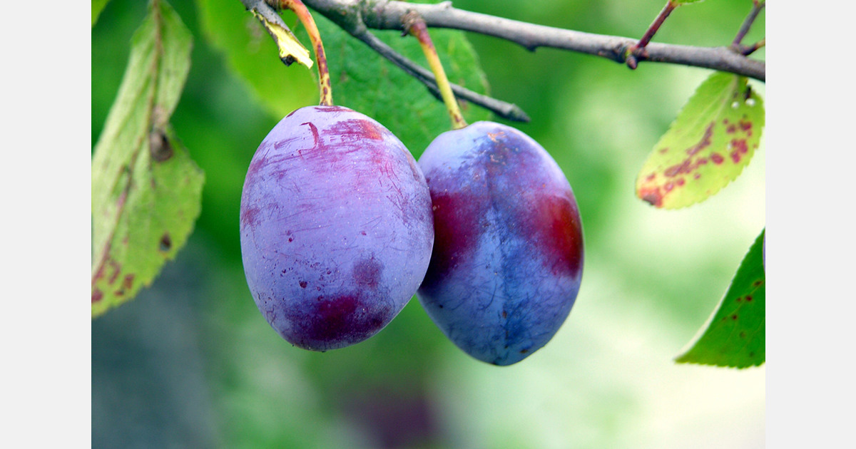 Frost devastated plum harvests in several regions of Ukraine