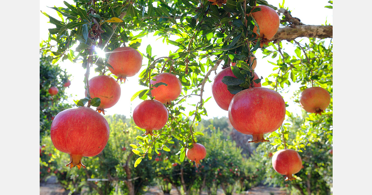 Türkiye exports US$162.56 million worth of pomegranates in 2025