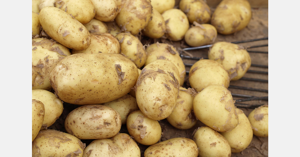 India notifies four new potato varieties for nationwide seed use