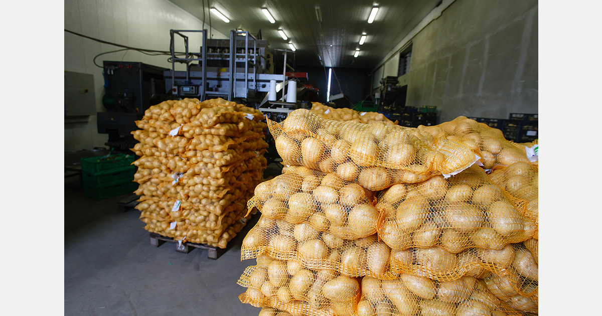 'Supply pressure for low-quality onions remains unchanged'