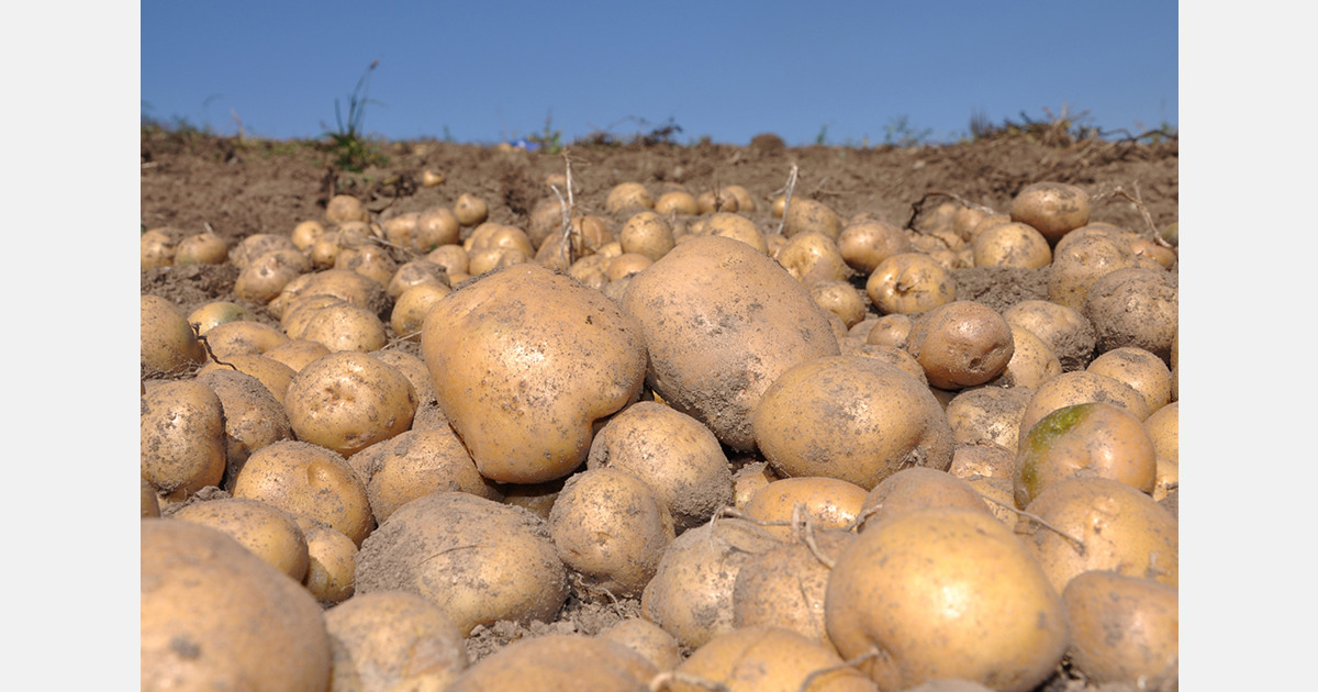 Germany redistributes 4,000 tons of surplus potatoes