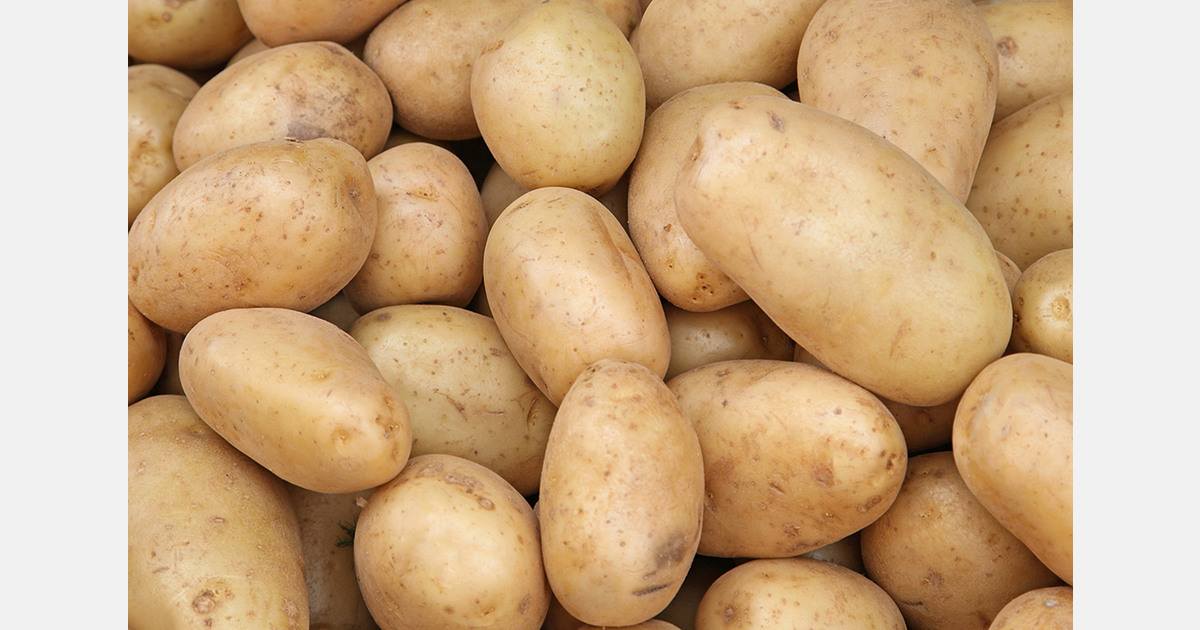 Russia extends 2026 quota for seed potato imports