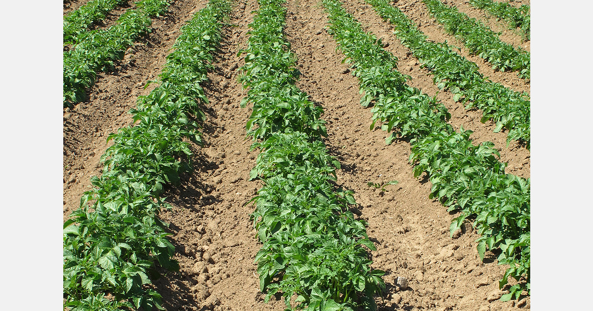 Cyprus potato growers seek subsidies and water access