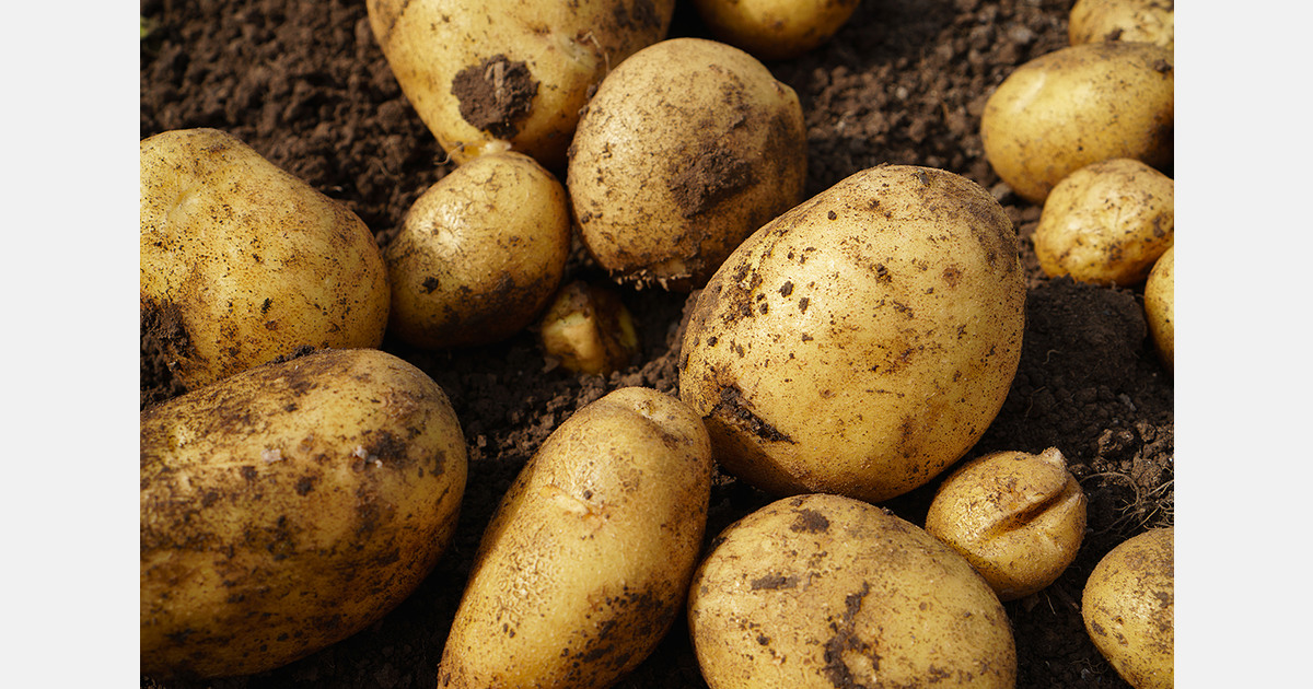 Namibia remains dependent on potato imports due to limited local production