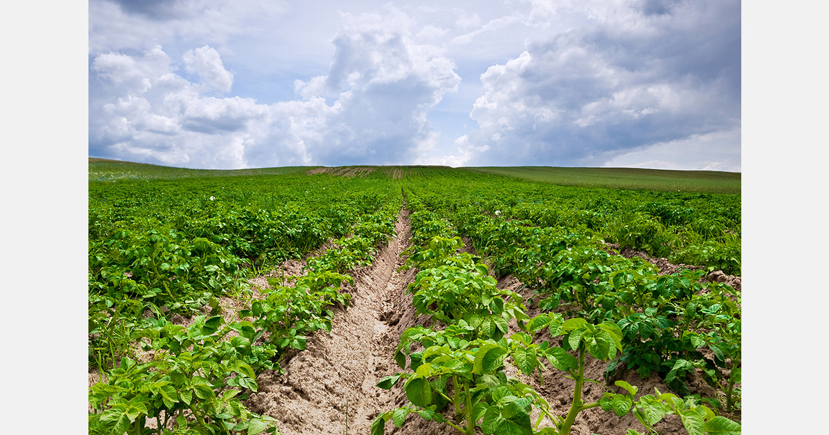 UNECE standard aligns global seed potato certification systems