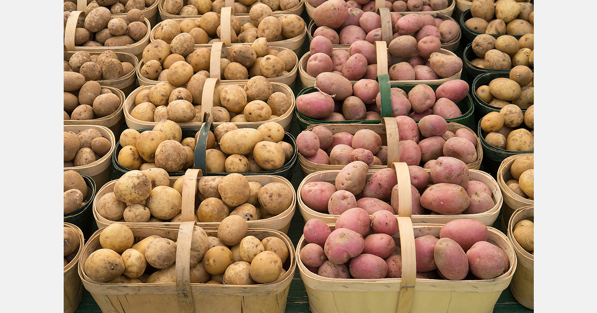Rising energy and freight costs pressure global potato sector