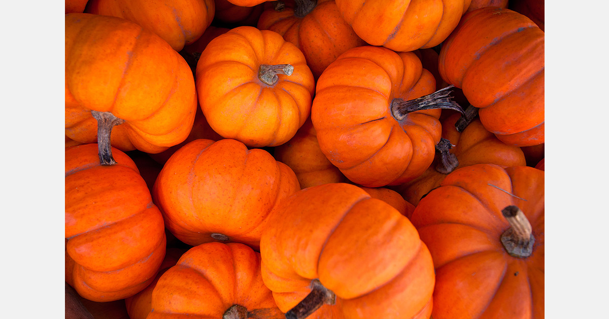 Ukrainian growers begin testing of exotic fruit and vegetable crops