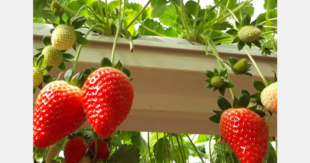 New Zealand iwi strawberry farm harvests 130 tons and plans expansion