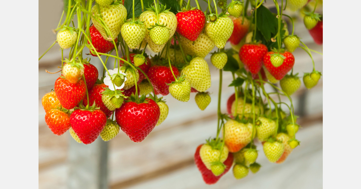 Oddity of this season Egyptian frozen strawberries more expensive than