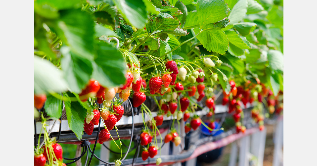 U.K. farm sells 1.5 million strawberry punnets during strong season