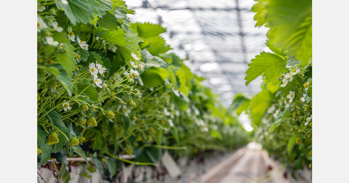 South Korean Gangwon reviews winter greenhouse readiness