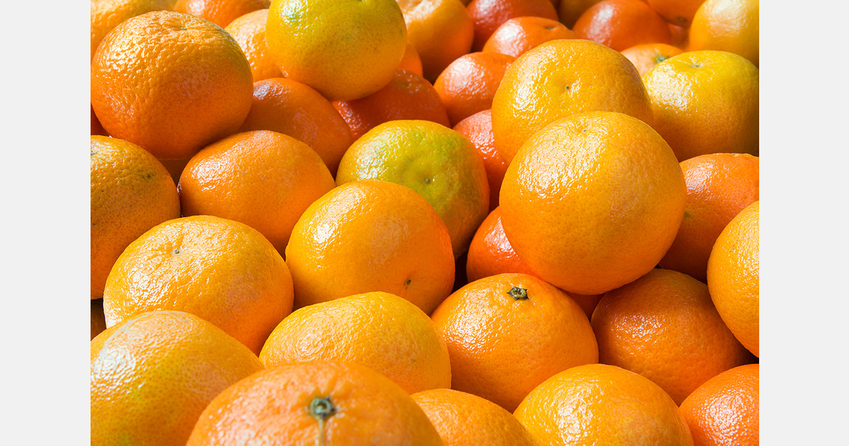 India exports first GI-tagged Khasi mandarin from Meghalaya to Dubai