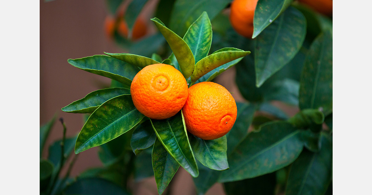 U.S. tangerine and mandarin imports up 4% to 555,000 tons