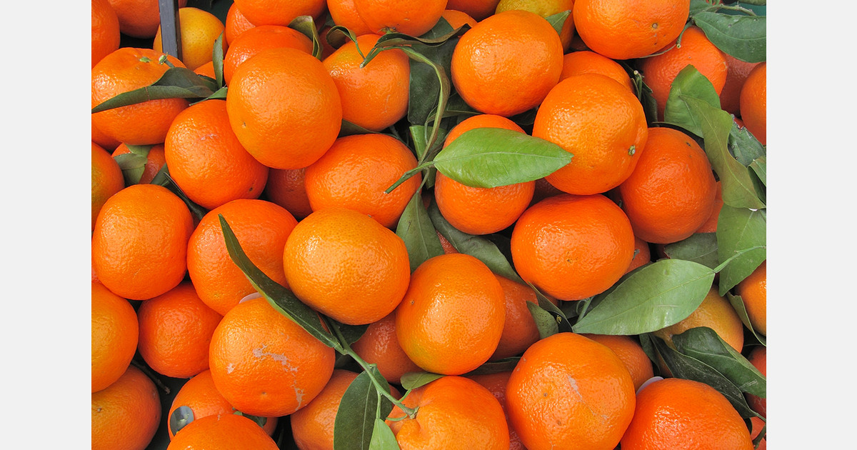 Moroccan mandarin exports forecast at 550,000 tons for 2025/26