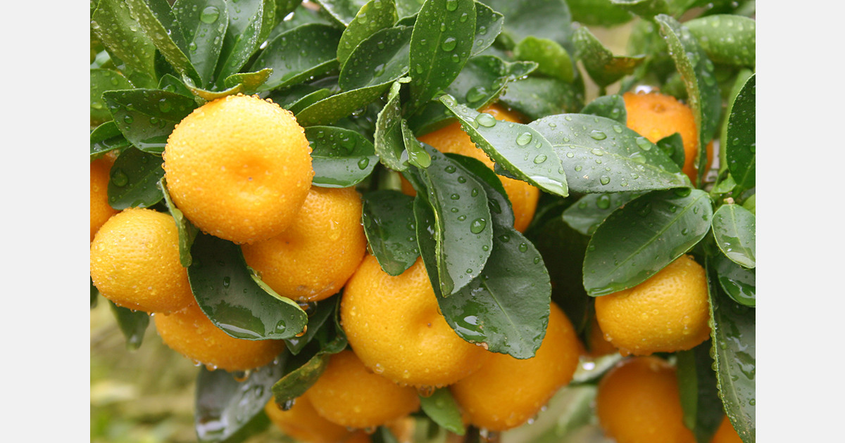 Morocco’s mandarin exports to Russia rise 74%