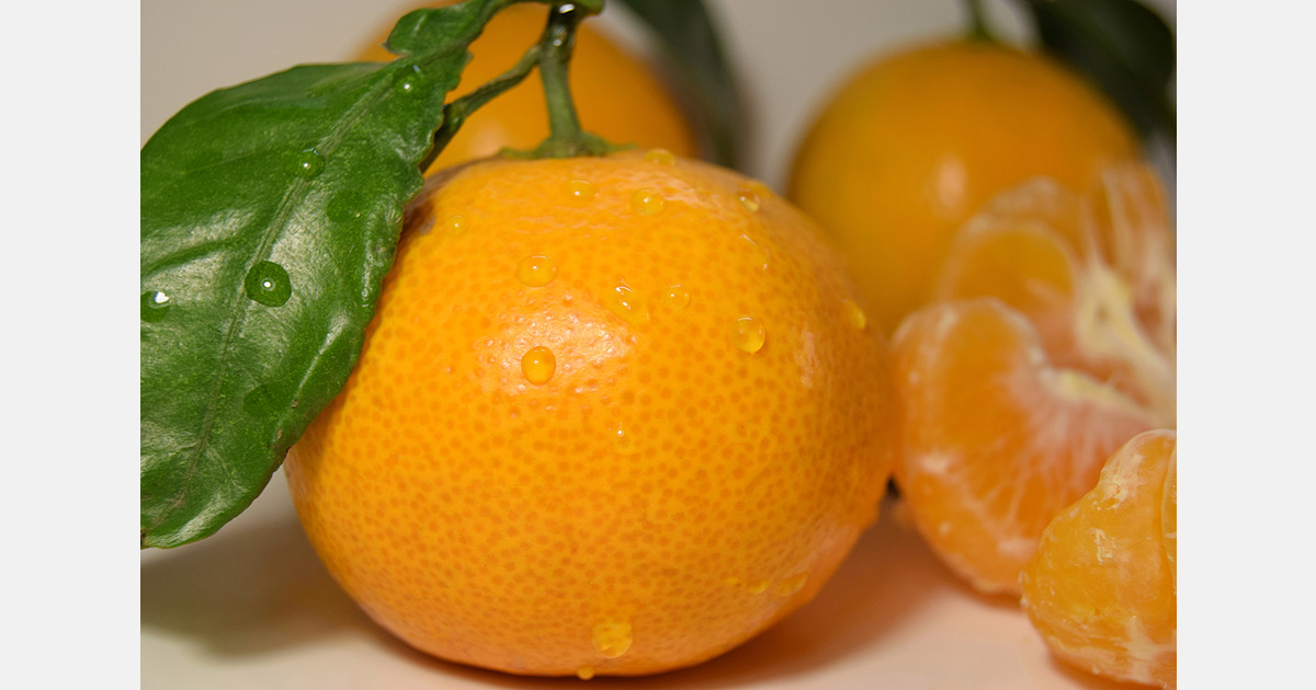 Tango mandarin becomes royalty free in the U.S.