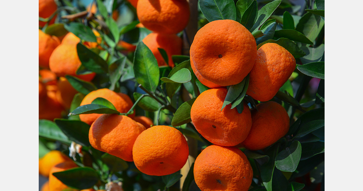 South Korean fruit imports adjust as mandarins rise 161%
