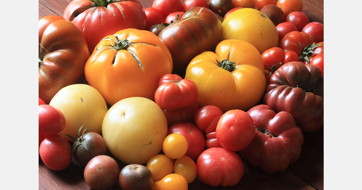 Belarus targets full off-season tomato self-sufficiency by 2027