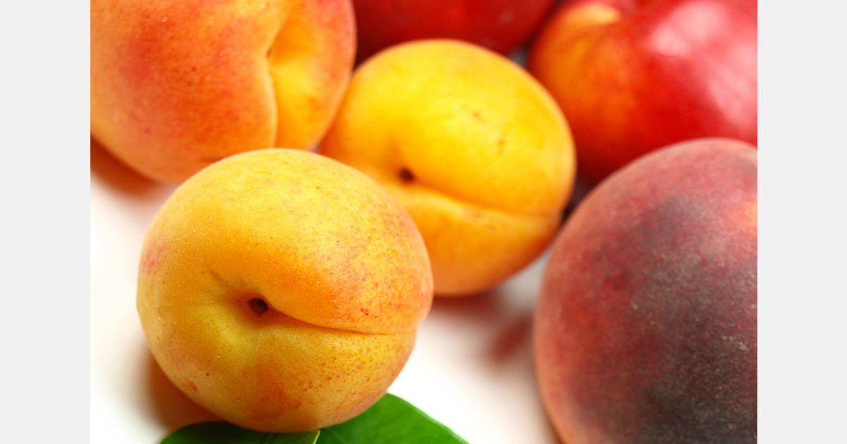Malta stone fruit output declines due to pest control shortages