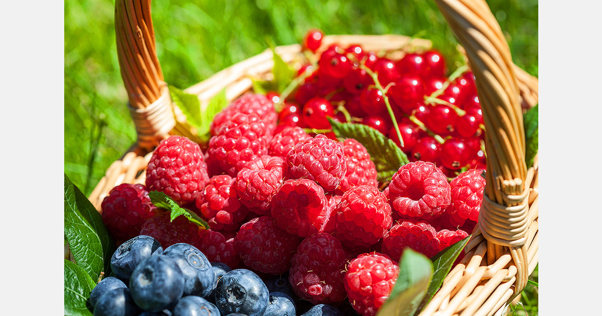 Ukraine allocates over €28 million in horticulture grants between 2022 and 2025