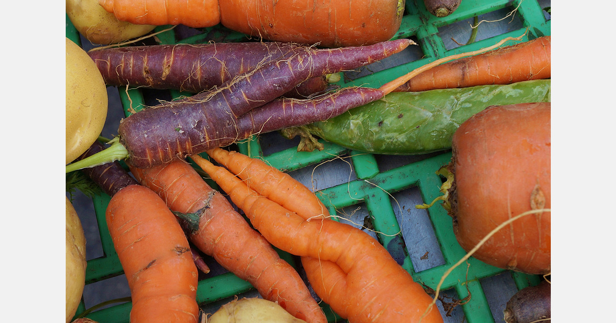 Artichoke and carrot byproducts have notable prebiotic potential
