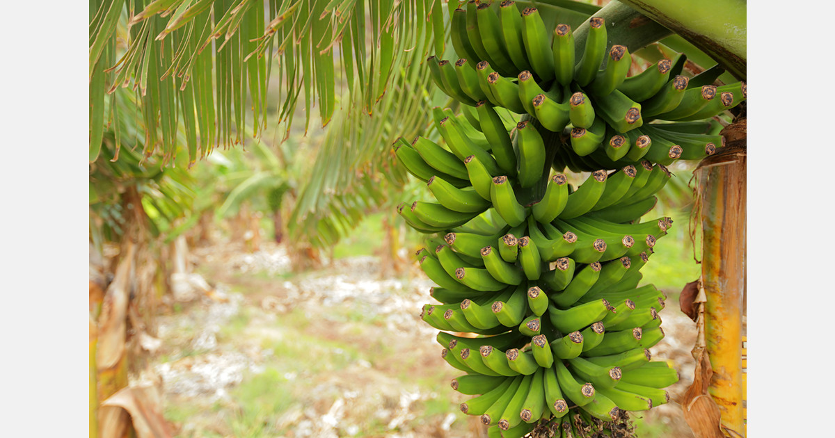 De prijs van Ecuadoraanse bananen zou de Peruaanse export naar Nederland en de Verenigde Staten kunnen beïnvloeden