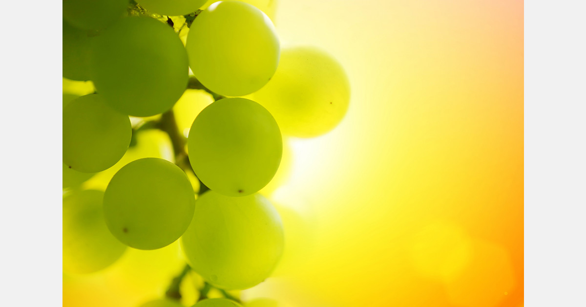 El precio de la uva de mesa en España ha aumentado hasta un 230 por ciento