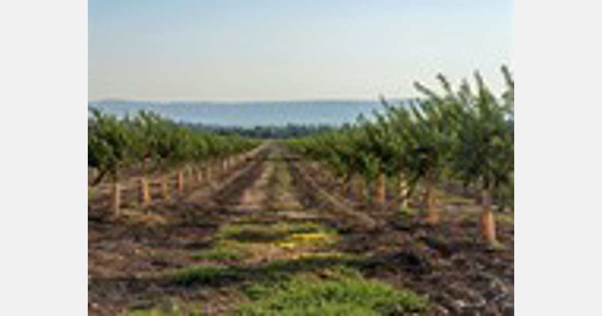 “Nossa meta é cultivar 1.000 hectares de abacates entre Espanha e Portugal.”