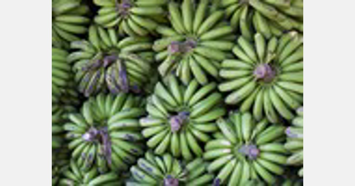 La demanda de banano en Chile crece hasta un 30% anual