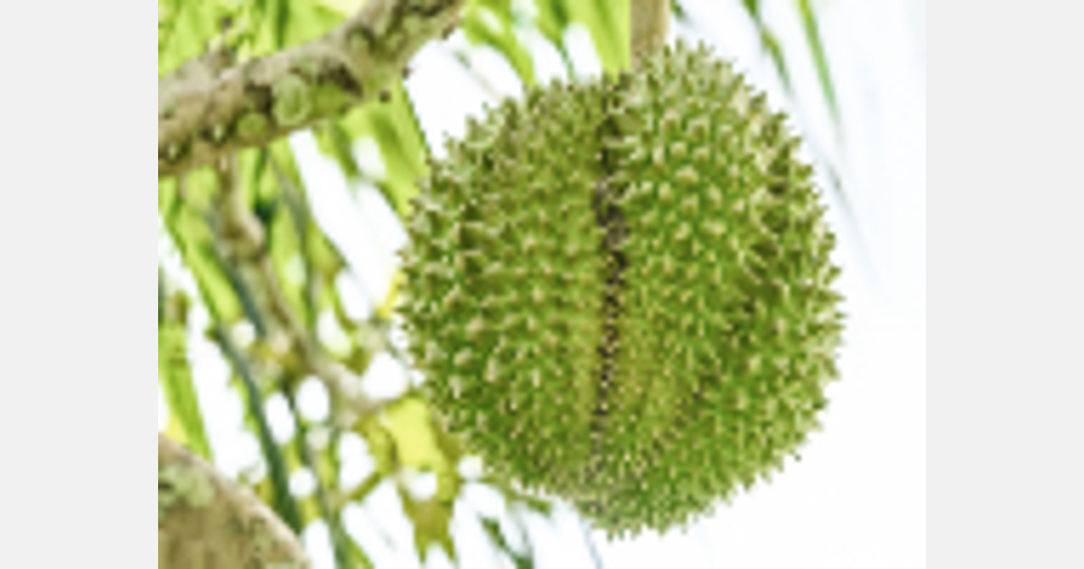 马来西亚：由于天气持续炎热，榴莲需求低迷 – FreshPlaza