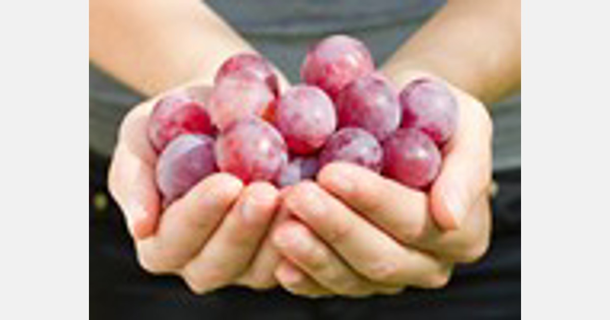 Grapes can cause subtle shifts in human microbiome Export