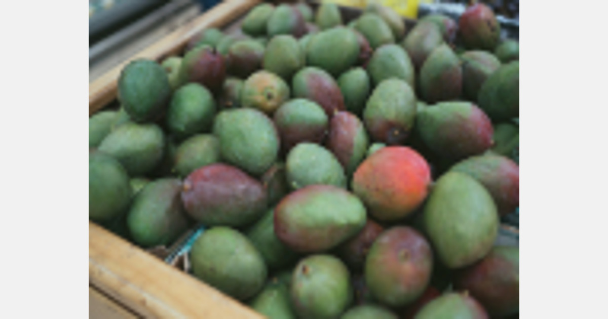 mango-growers-disappointed-as-their-fruits-fail-to-deliver-for-second-consecutive-year