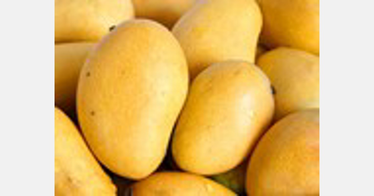 katchamita mango