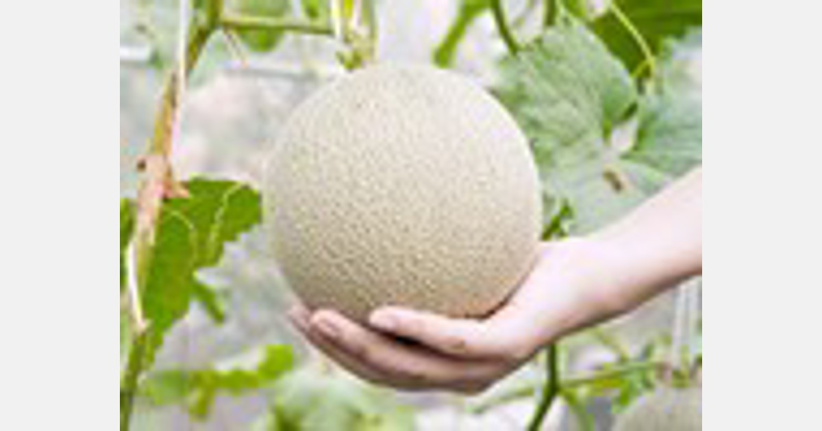 Murcia es una provincia líder en producción y exportación de melón en España