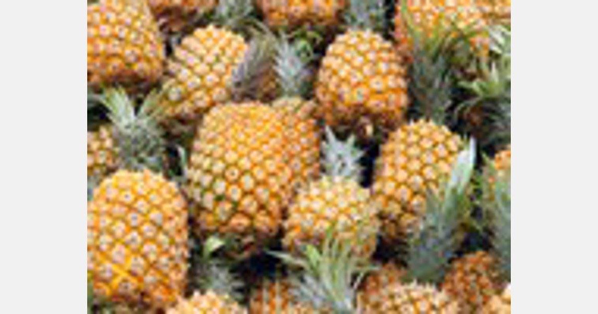 新菠萝品种将增加马来西亚的年产量